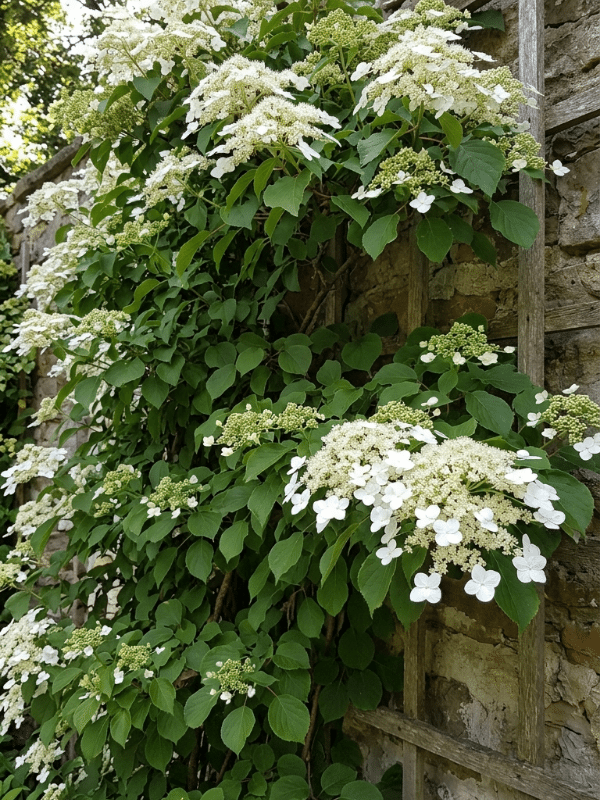 Climbing_hydrangea _01