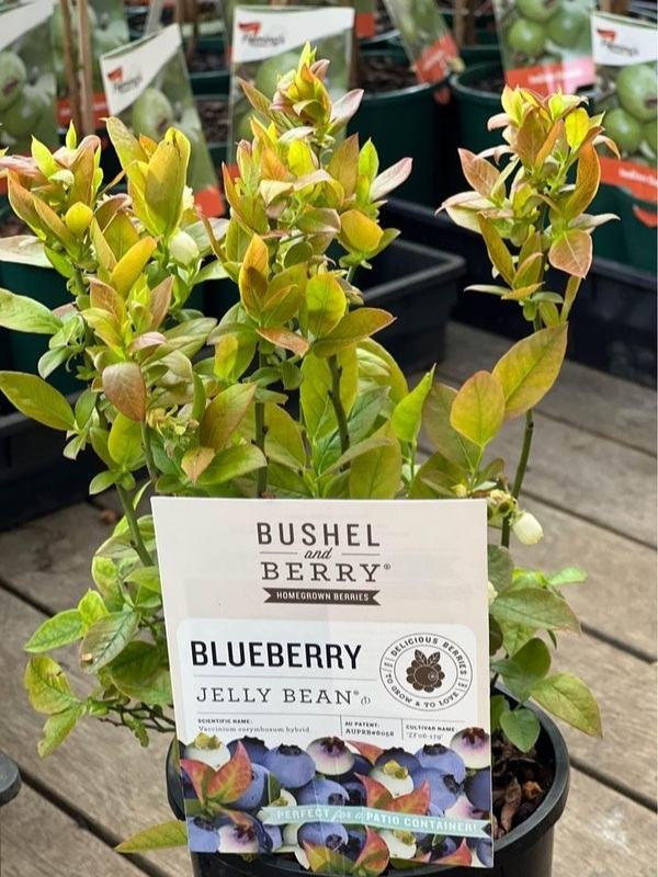 Blueberry " Jelly Bean " Neth Plant