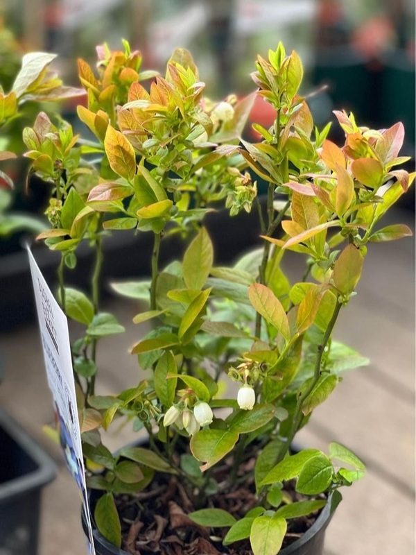 Blueberry " Jelly Bean " Neth Plant