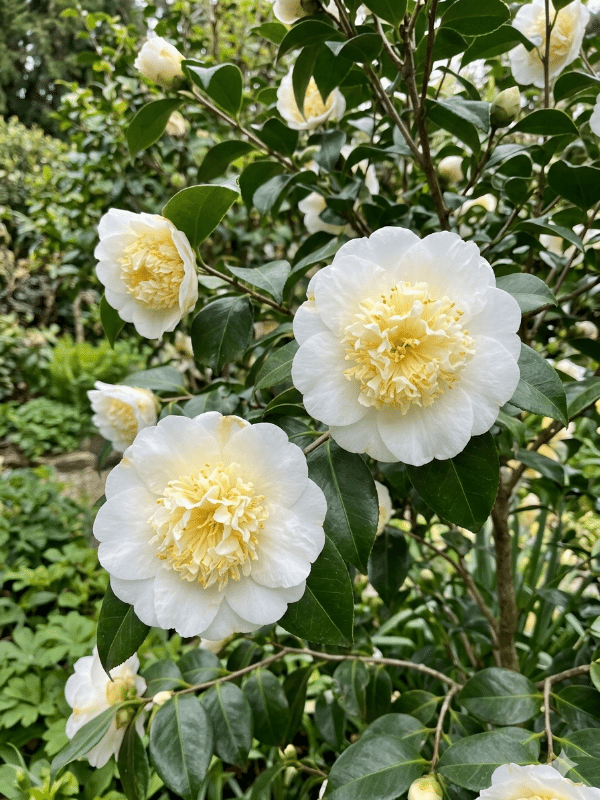 Camellia_Brushfield _Yellow_01