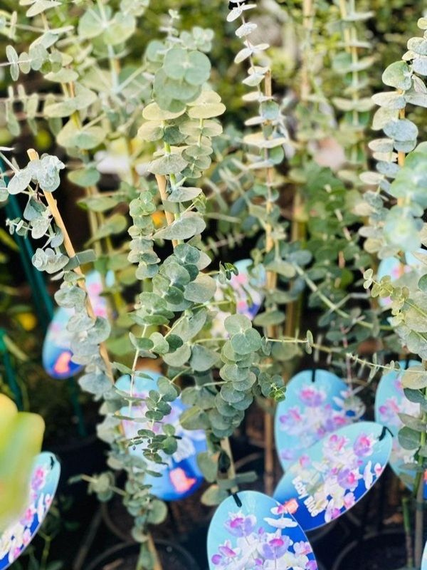 Eucalyptus pulverulenta 'Baby Blue' Neth Plant
