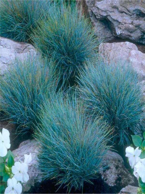 Festuca Glauca Blue Fescue Neth Plant Festuca Glauca Blue Fescue Neth Plant