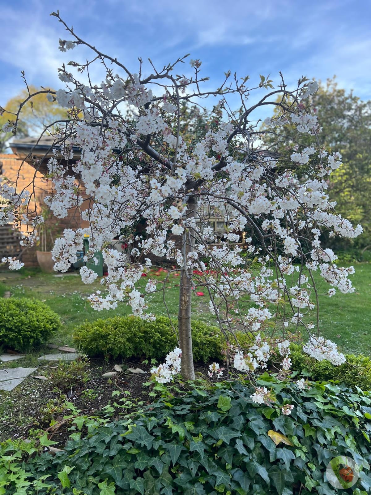 Weeping Cherry Alba