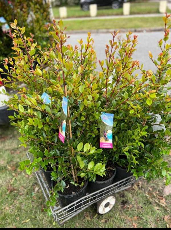 Backyard Bliss: 10 Essential Elements for an Unforgettable Outdoor Oasis