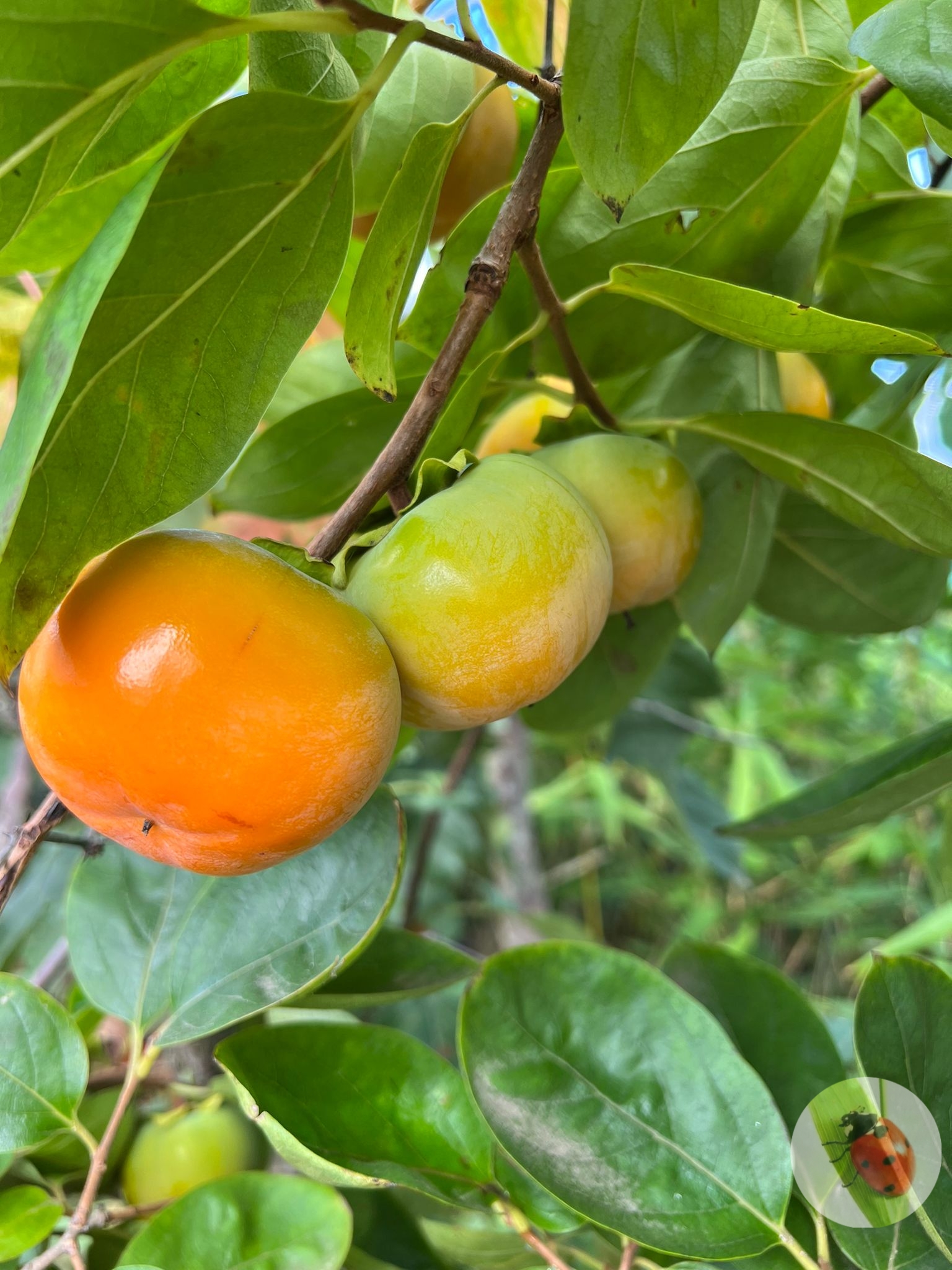 Persimmon_Fuyu_01