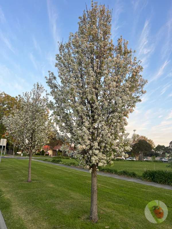 Capital_Pear_01