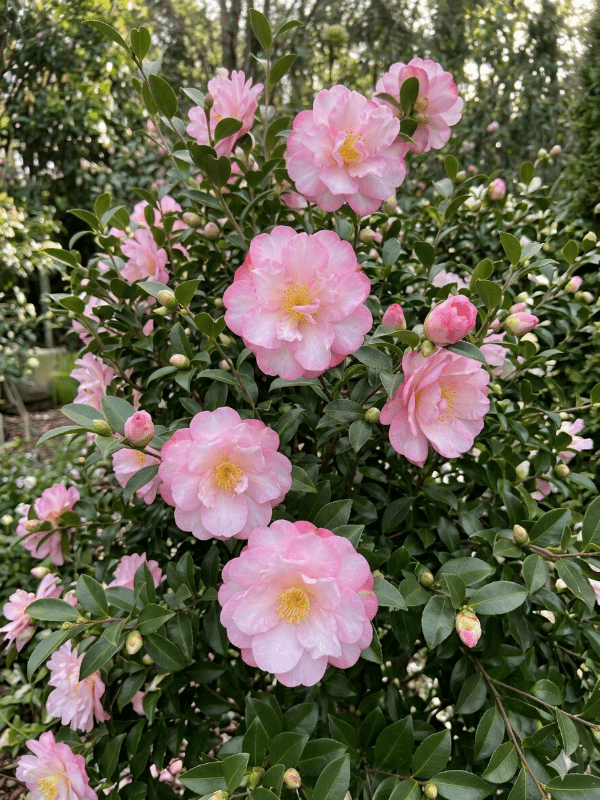 Camellia_Paradise_Blush_01