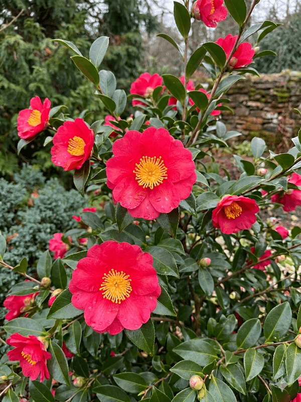Camellia_Yuletide_01