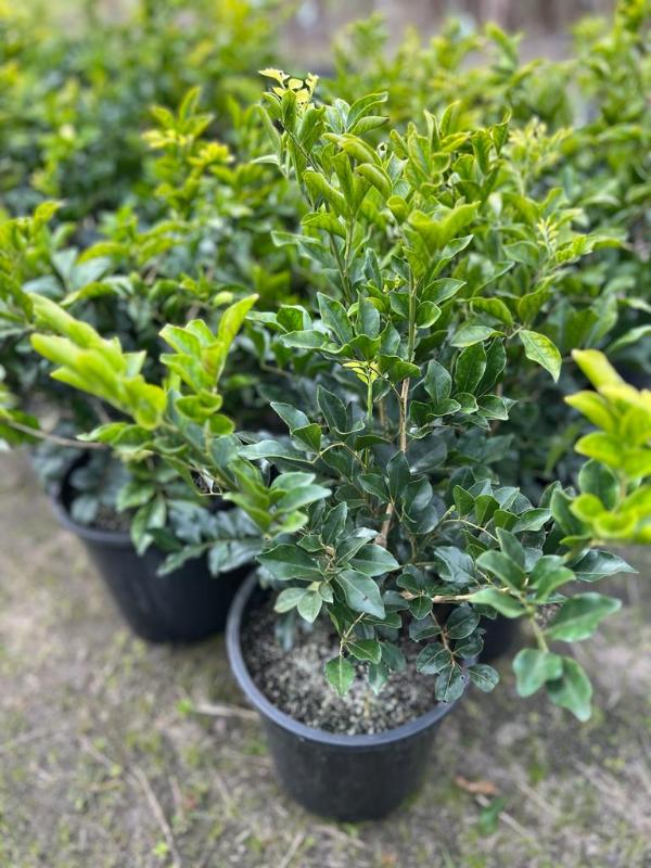 Murraya_paniculata_05