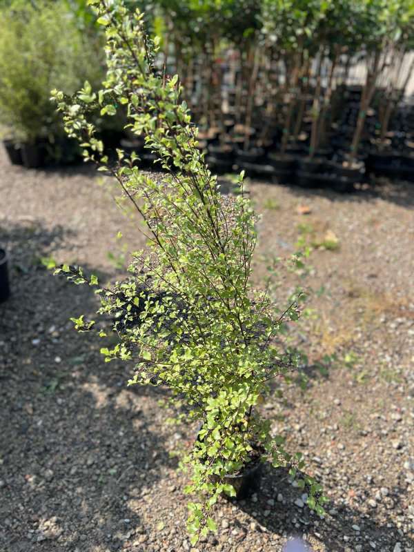 Pittosporum_Silver_Sheen_05