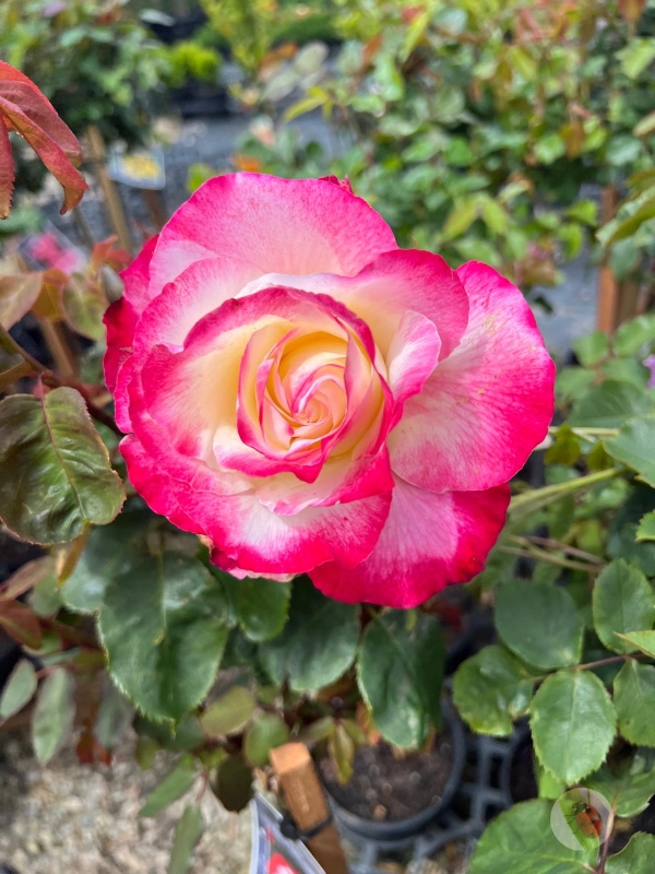 Double_Delight_01