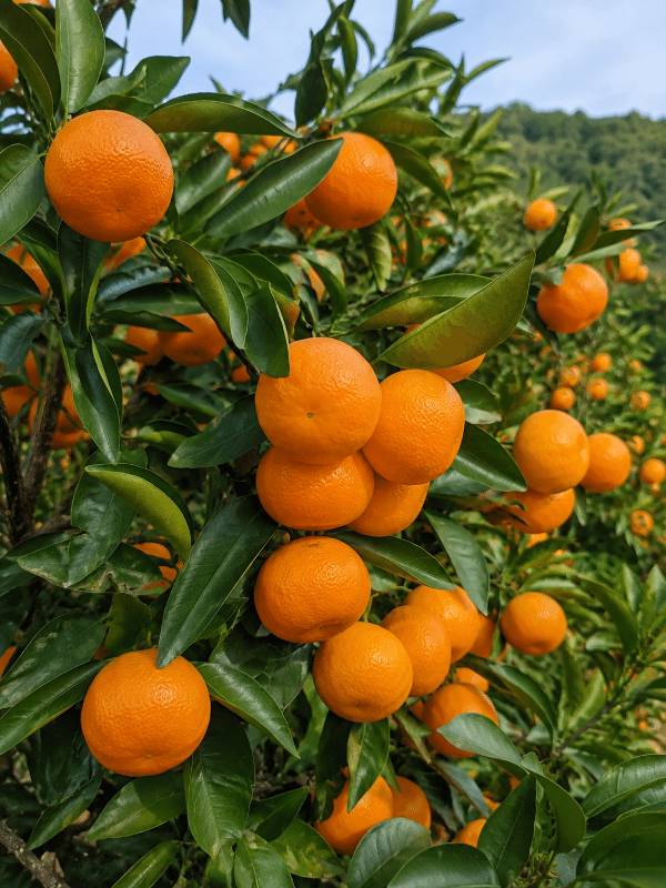 Japanese_seedless_mandarin_01