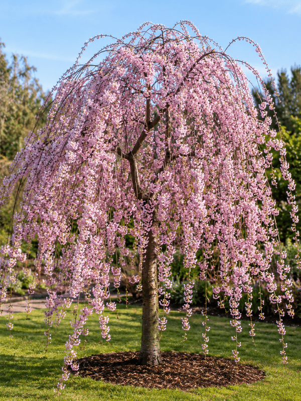 Pink_Cascade_01