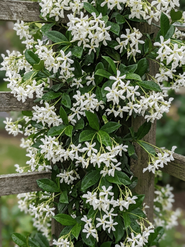 Star_jasmine_01
