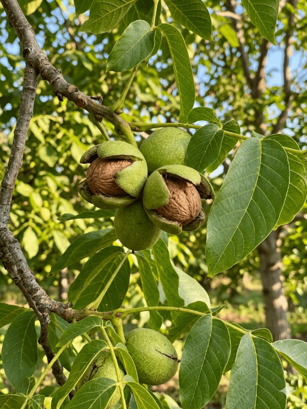 Black_Walnut_01