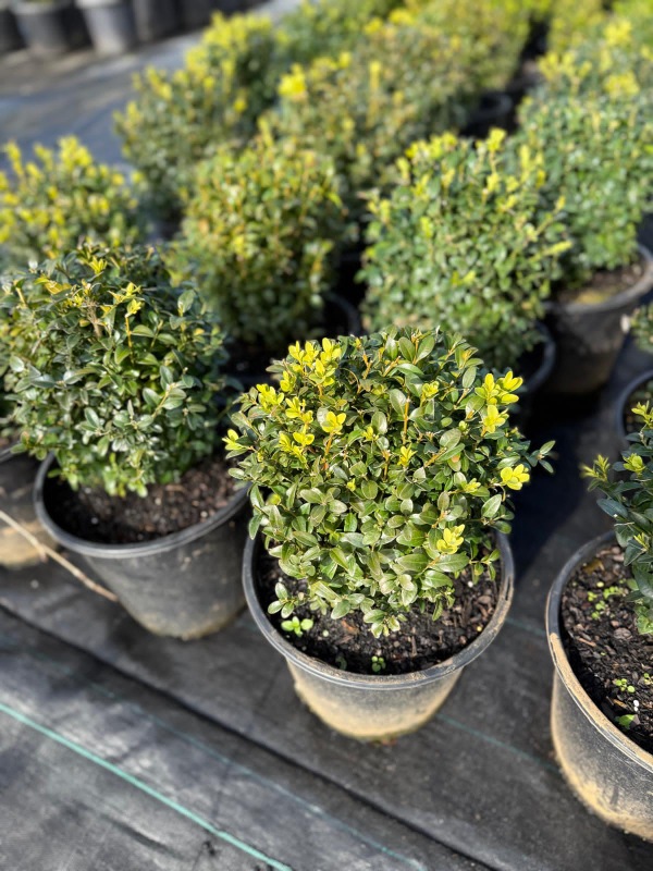 English_Box_Topiary_Balls_03