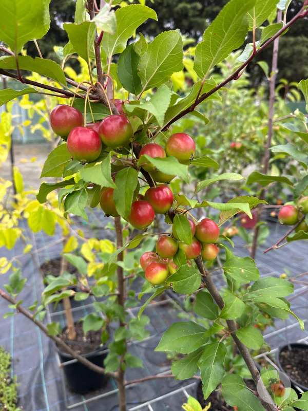 Gorgeous_Crab_Apple_01