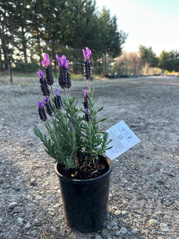 Lavender-LaDiva-Big-Night_02