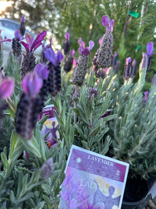 Lavender-LaDiva-Big-Night_04