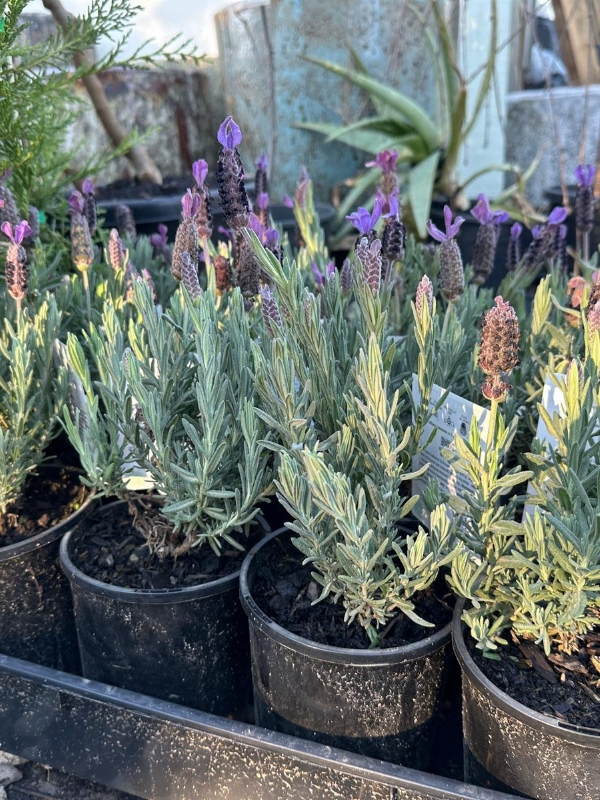 Lavender-LaDiva-Big-Night_05