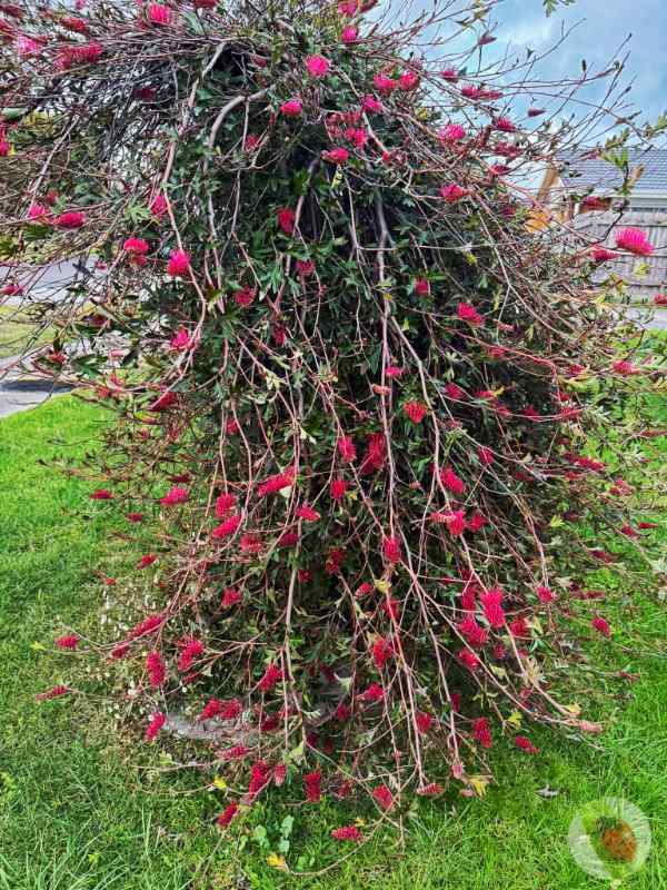 Grevillea_Gaudi_Chaudi_01