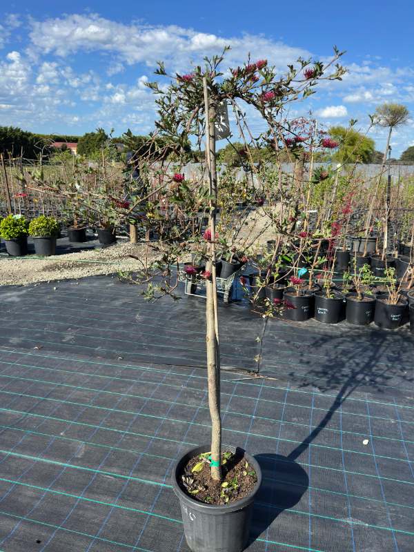 Grevillea_Gaudi_Chaudi_04