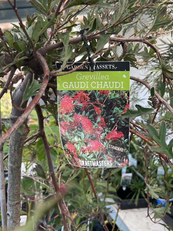 Grevillea_Gaudi_Chaudi_05
