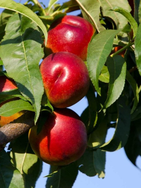 Fantasia_Nectarine_01