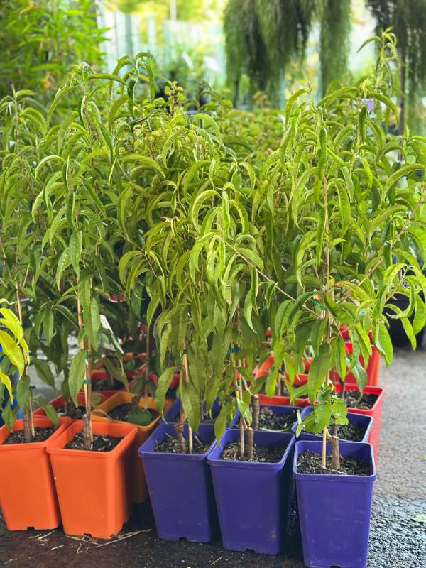 Fantasia_Nectarine_03