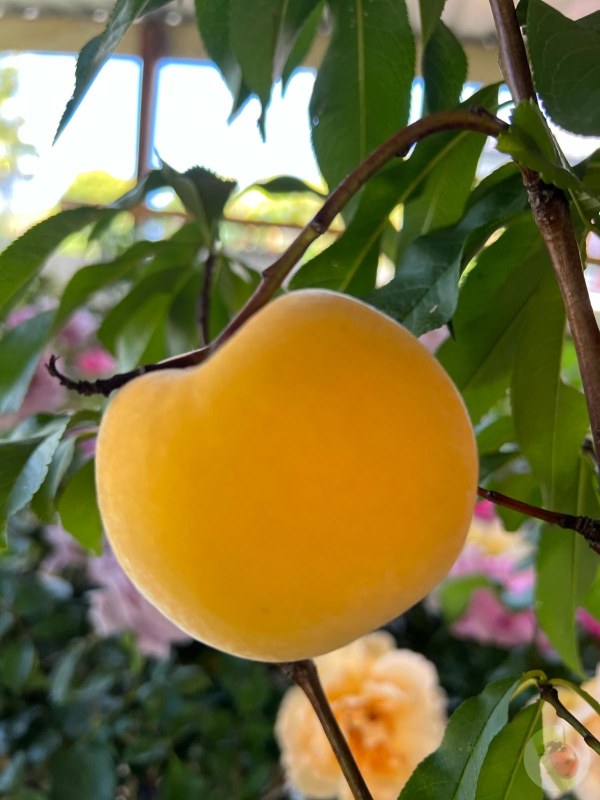 Golden_Queen_Peach_01