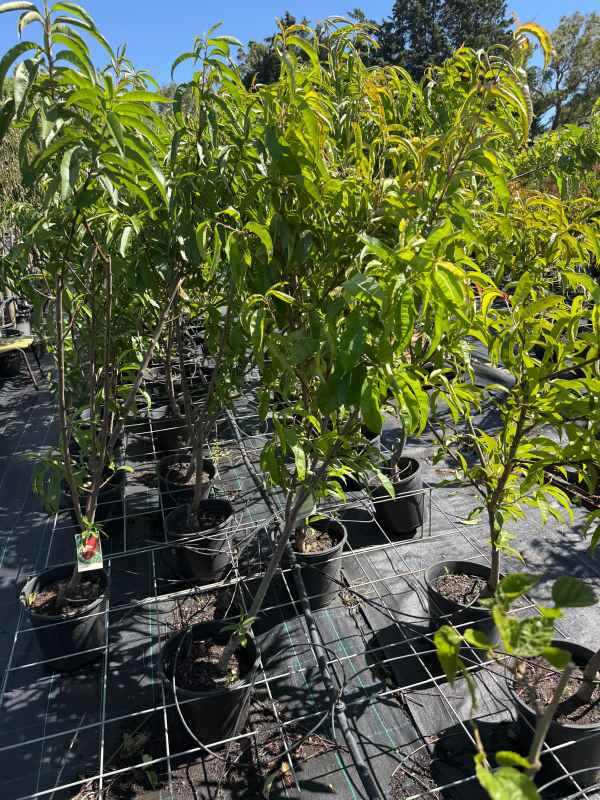 Golden_Queen_Peach_04