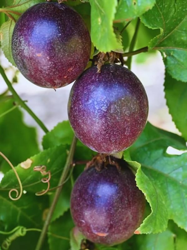 Black_Passionfruit_01