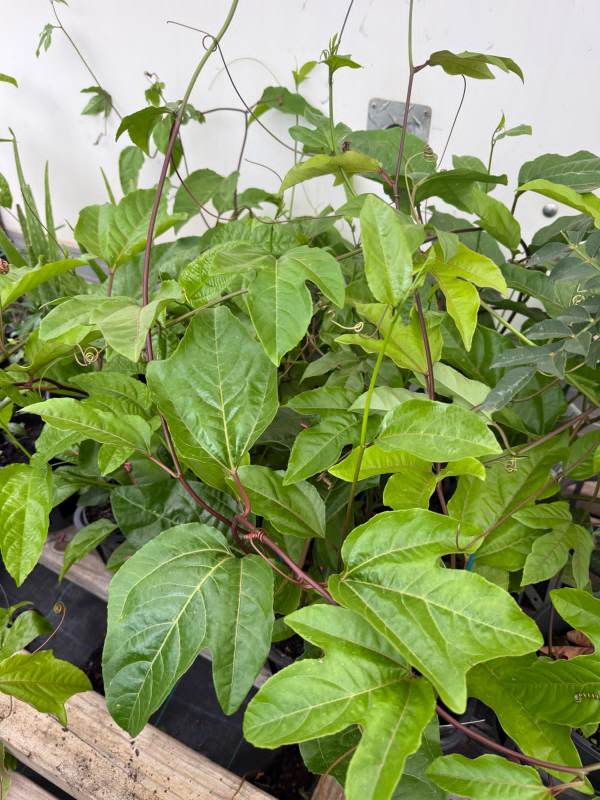 Black_Passionfruit_02