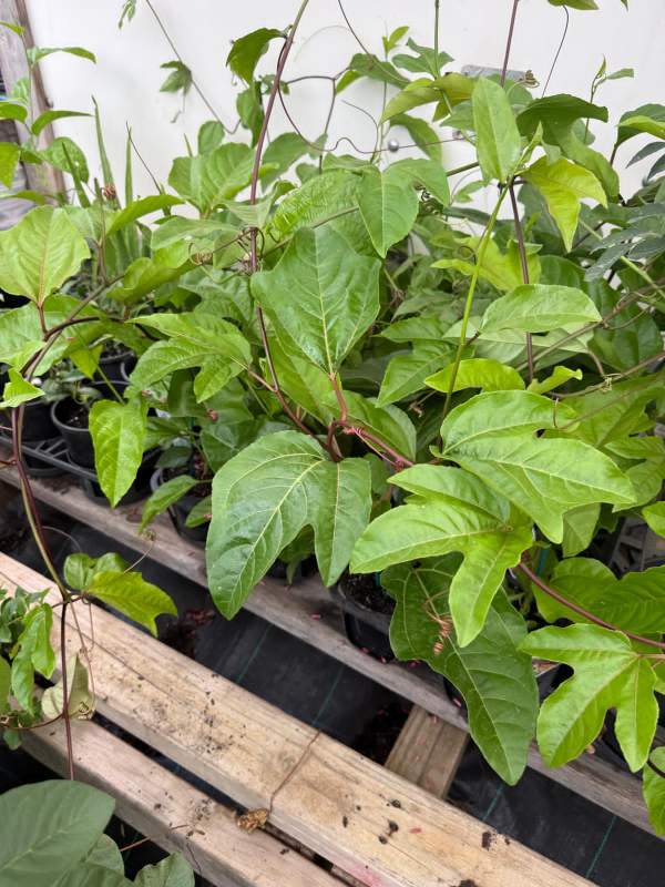 Black_Passionfruit_03