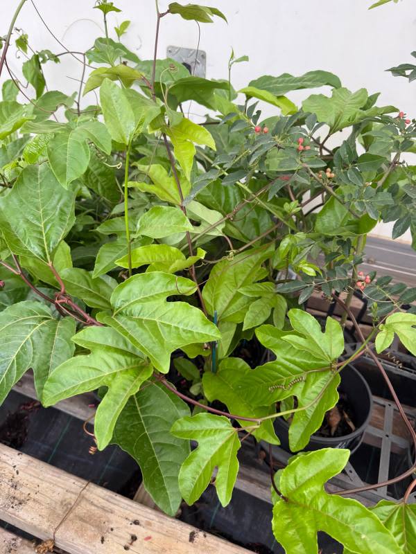 Black_Passionfruit_04