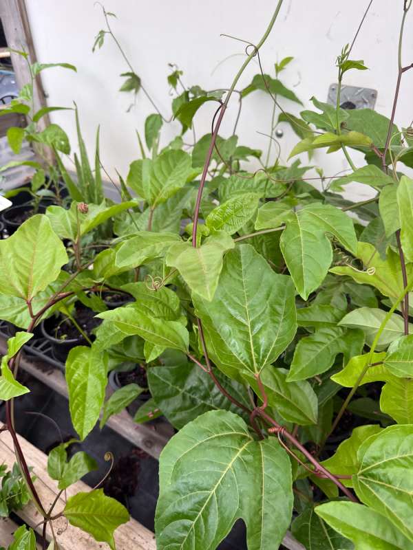 Black_Passionfruit_05