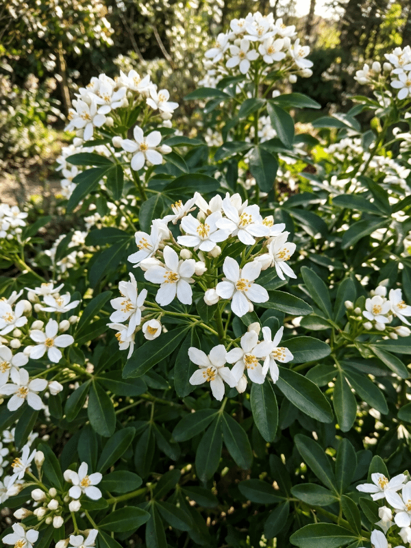 Choisya_ternata_01
