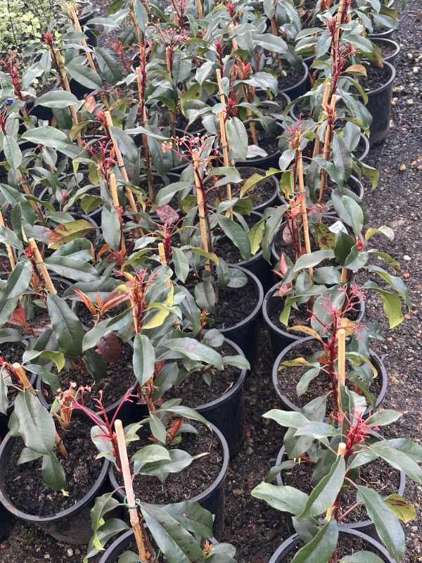 Photinia_Robusta_05