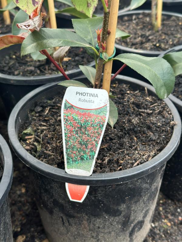 Photinia_Robusta_06