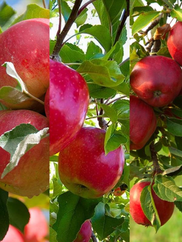 3_way_apple_01