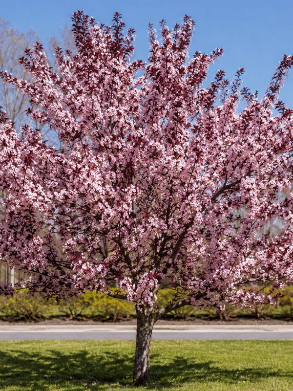 Elvins_flowering_plum_01