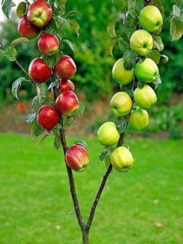 2-Way-apple_01 (1)