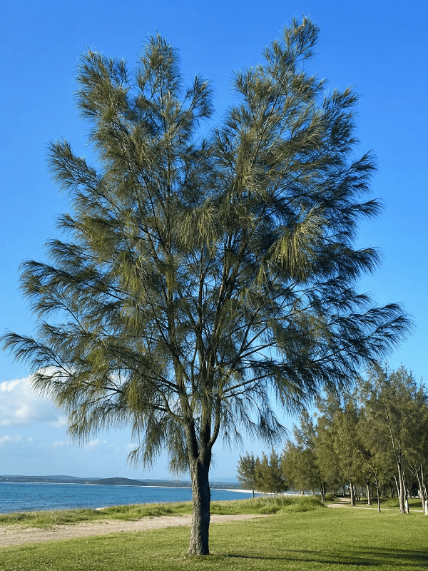 Black_She_Oak_01