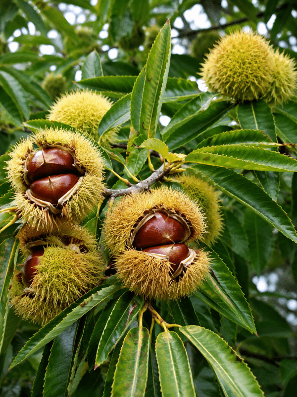 Chestnut_April_Gold_01