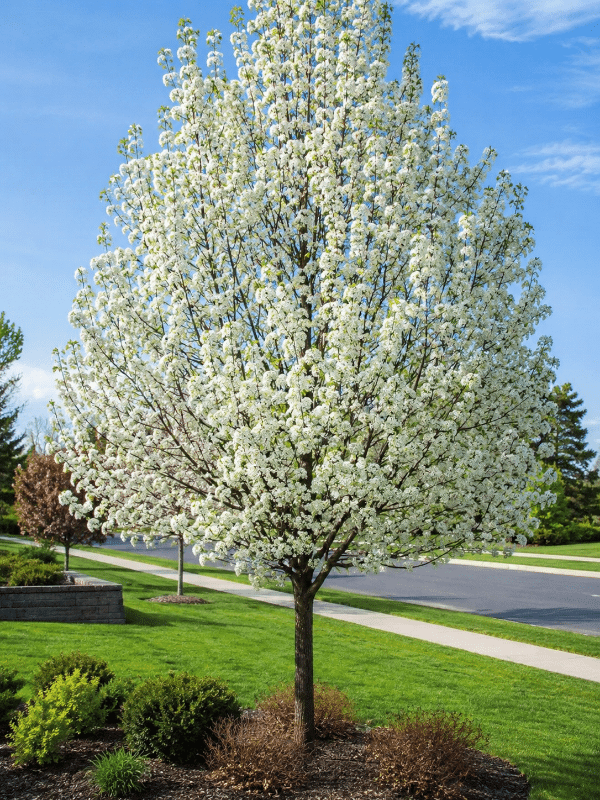 Cleveland_Pear_01