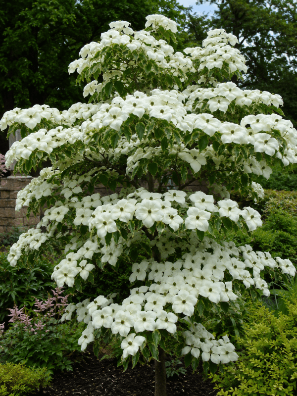 Cornus_Eddies_White_Wonder_01