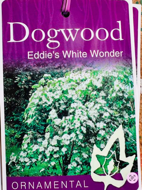 Cornus_Eddies_White_Wonder_05