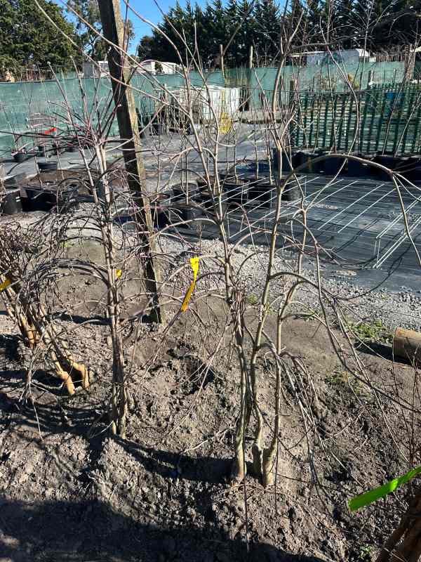 Cornus_kousa_Chinensis_03