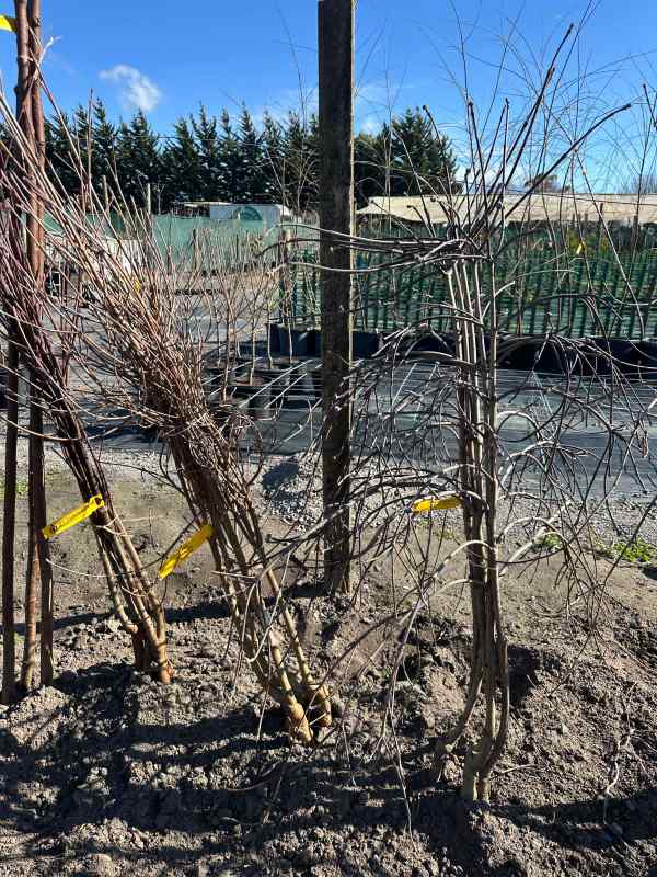 Cornus_kousa_Chinensis_04