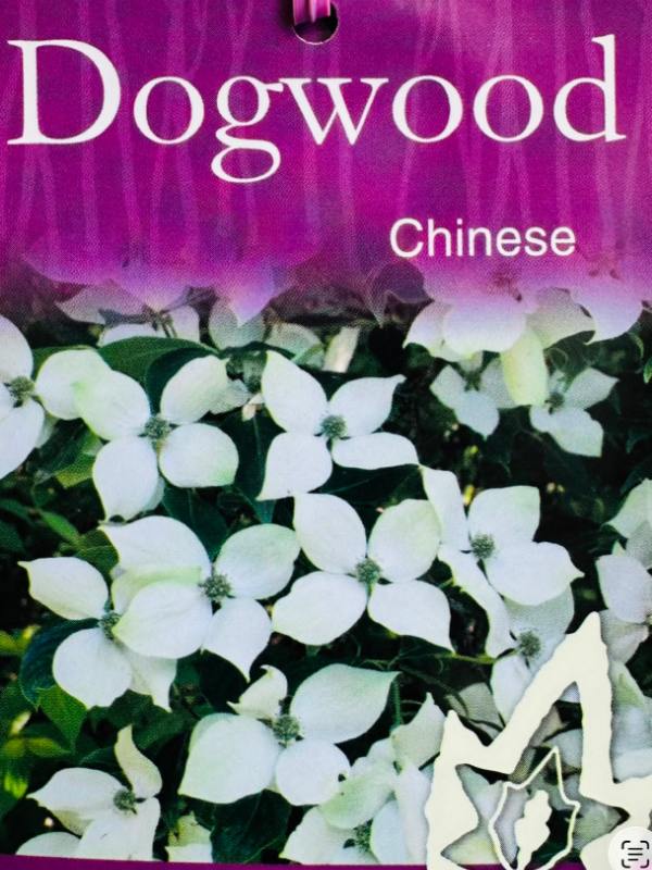 Cornus_kousa_Chinensis_05